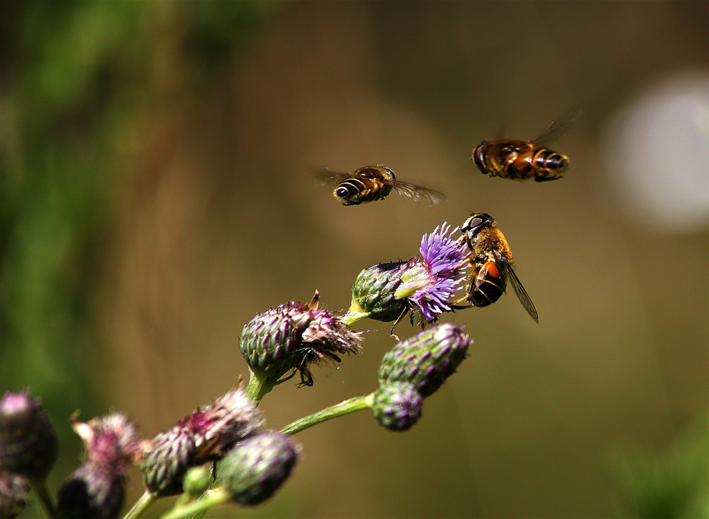 Mistbienen