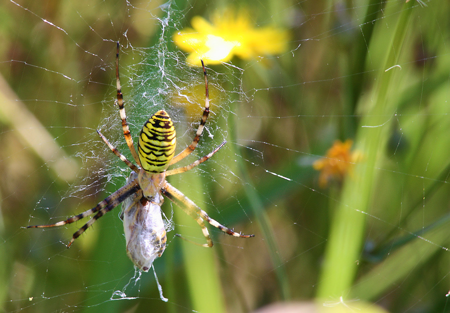 Zebraspinne