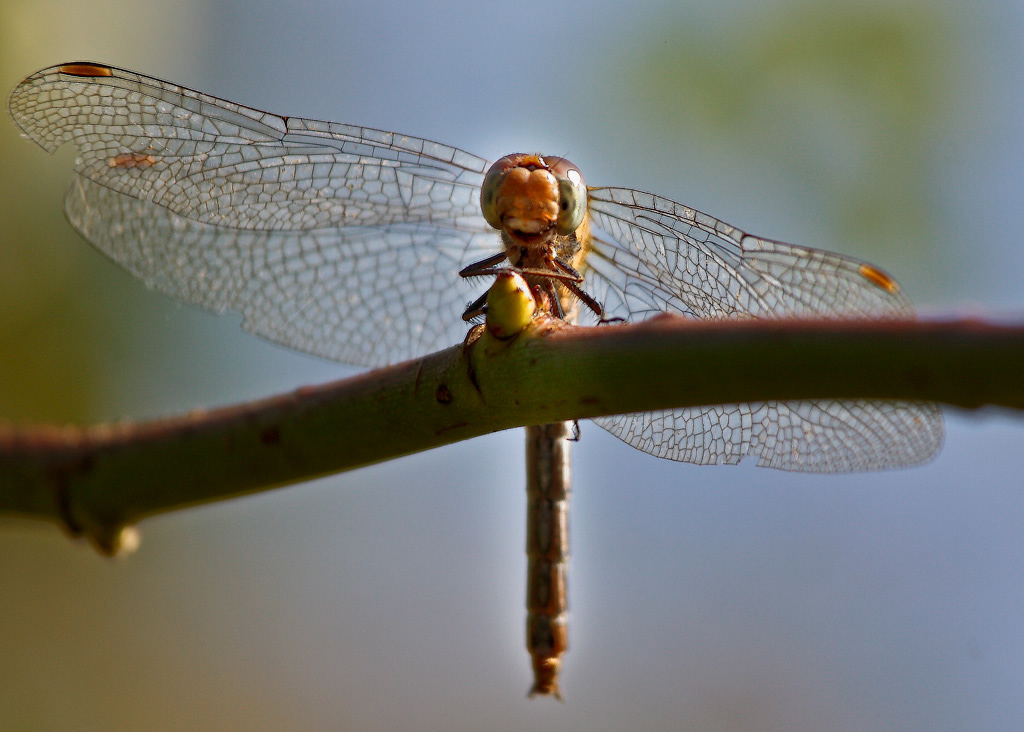 lachende%20Libelle