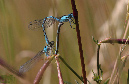 Paarung%20Becher%20Azur%20Jungfer