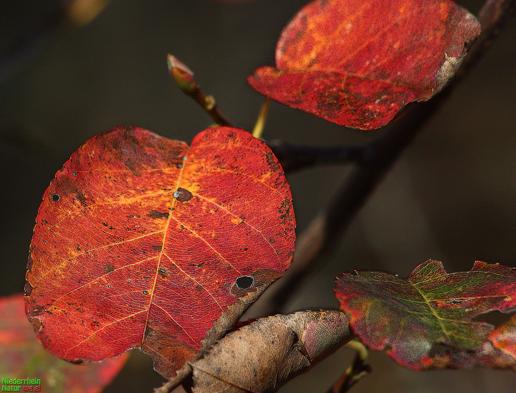 Herbstfarben