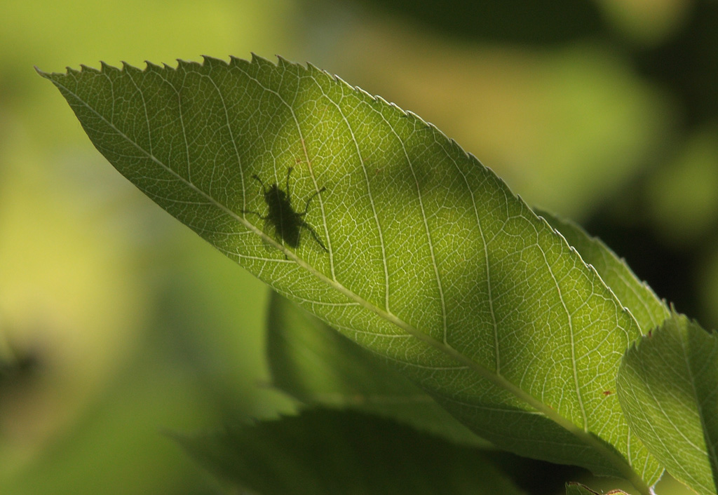 Schattenfliege