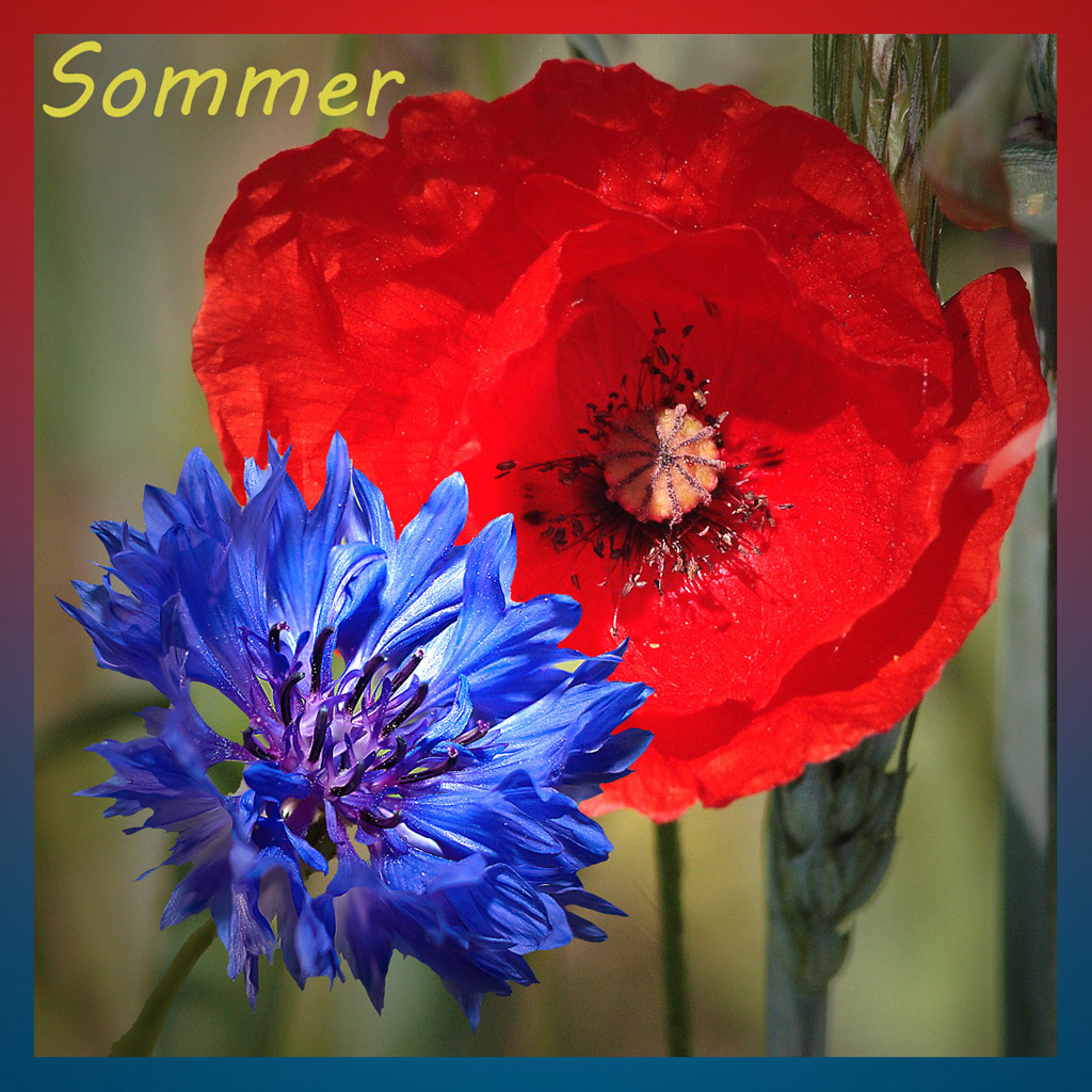 Sommer