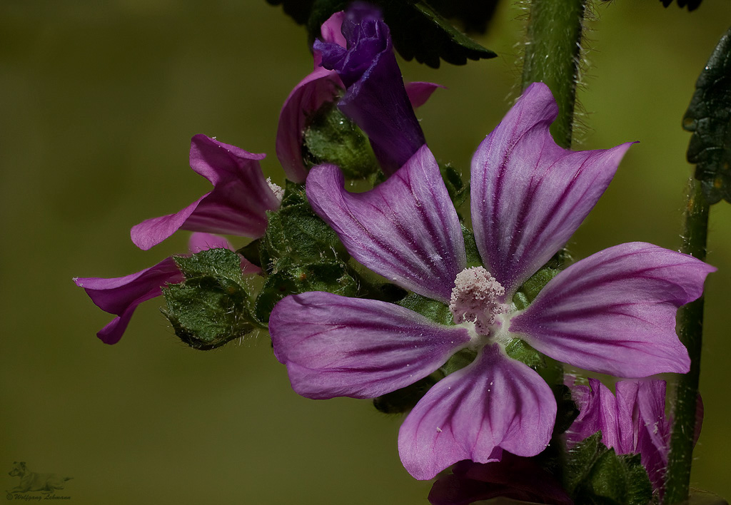 Storchschnabel