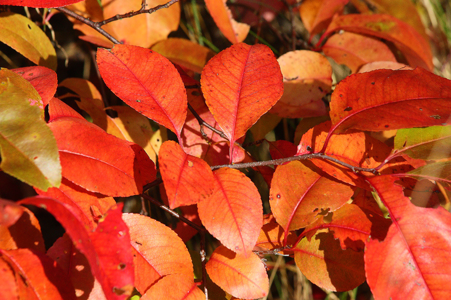 Herbstlaub