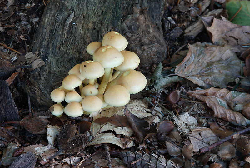herbstlicher%20Boden
