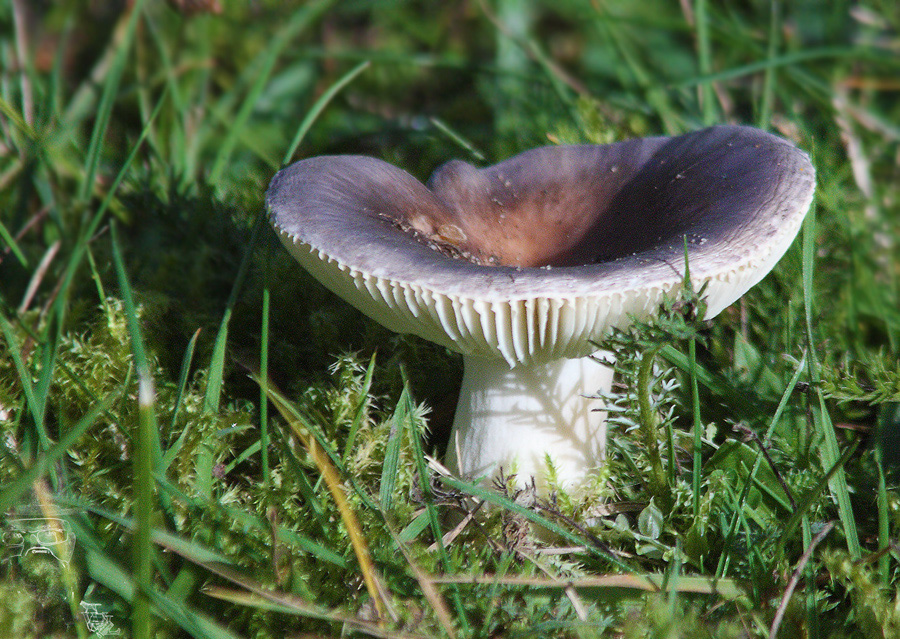 kleiner%20Pilz