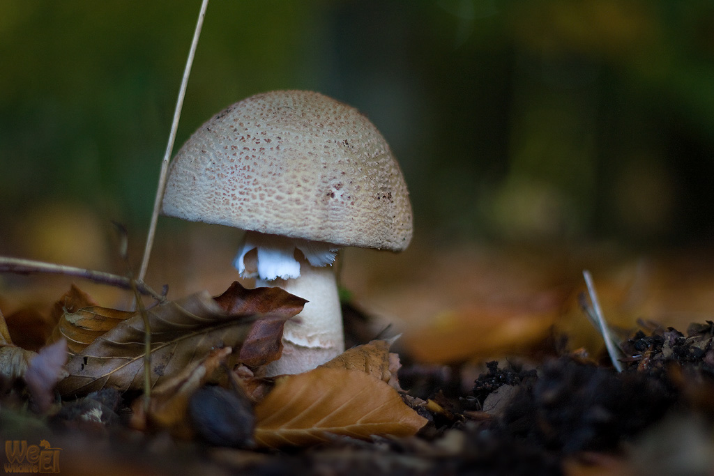 verschobener%20Hut