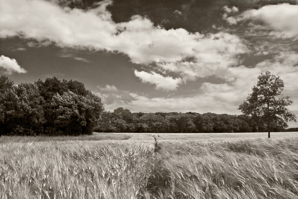 Sommerfelder