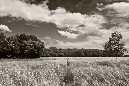 Sommerfelder