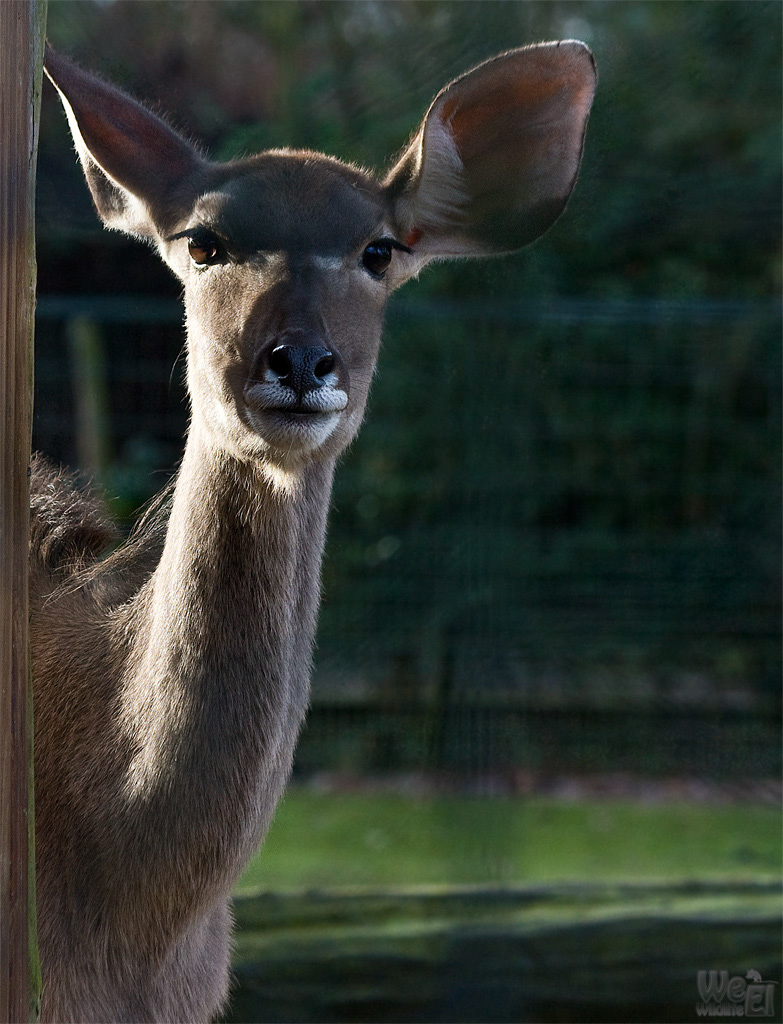 Antilope