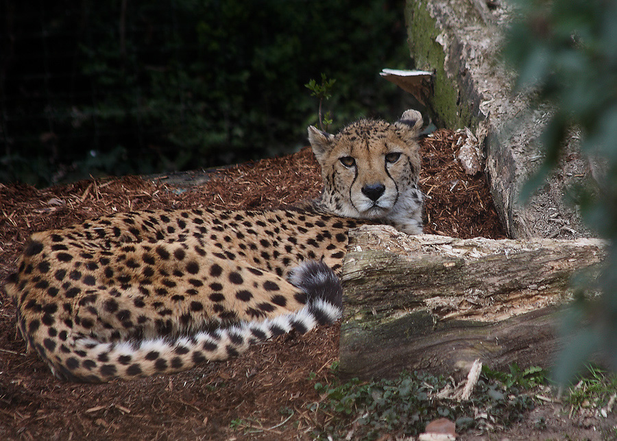 Gepard