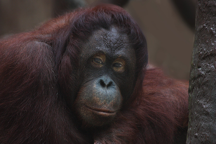 Orang%20Utan