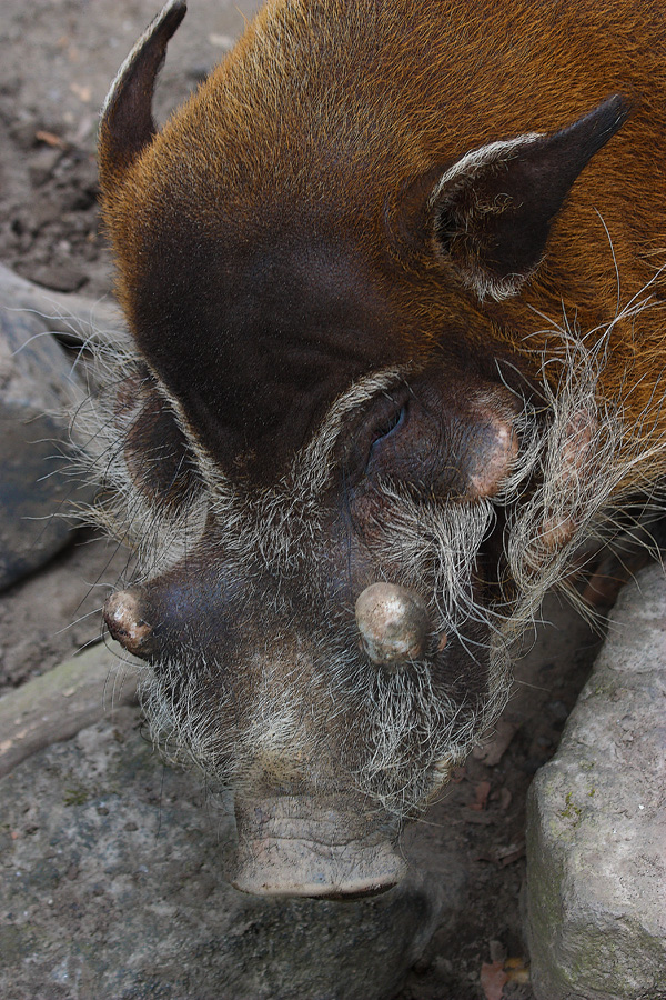 Pinselohrschwein%20weiblich