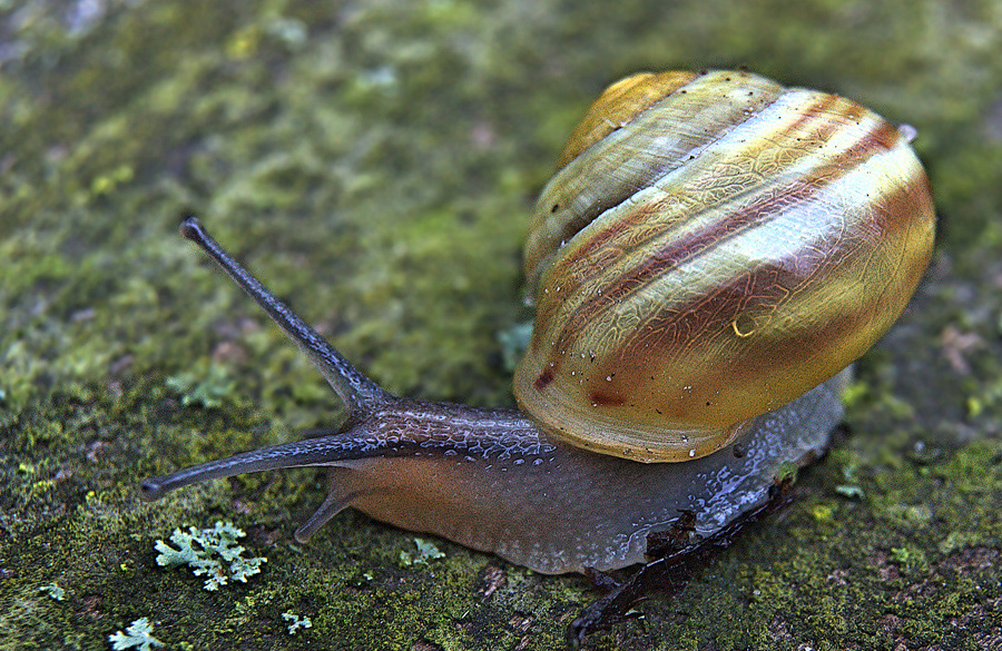 Schnecke_I