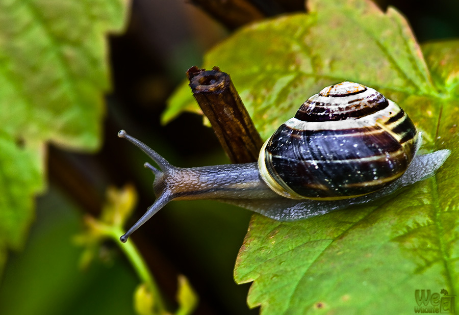 Schnecke_II