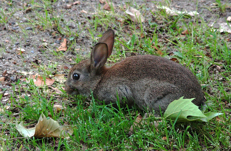 Wildkaninchen%20Jungtier