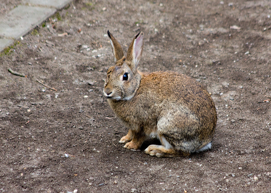 Wildkaninchen