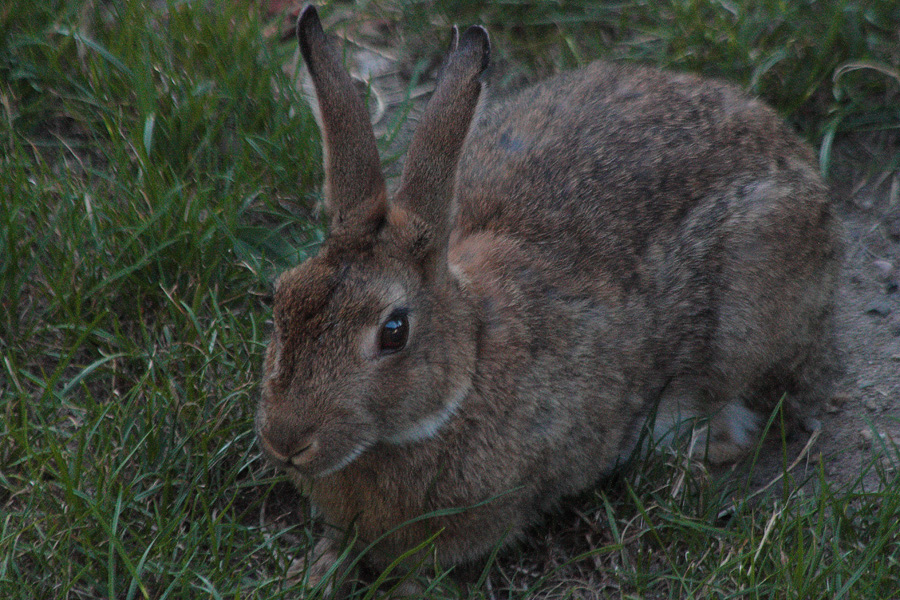 Wildkaninchen_II