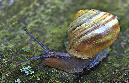 Schnecke_I