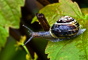 Schnecke_II