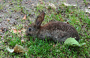 Wildkaninchen%20Jungtier