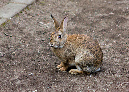 Wildkaninchen