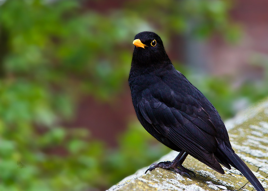 2a%20Amsel%201