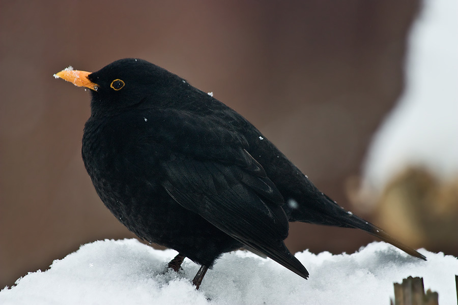 2a%20Amsel%203