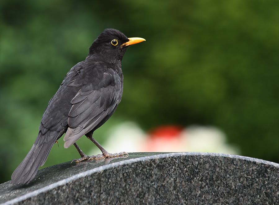 2a%20Amsel%204