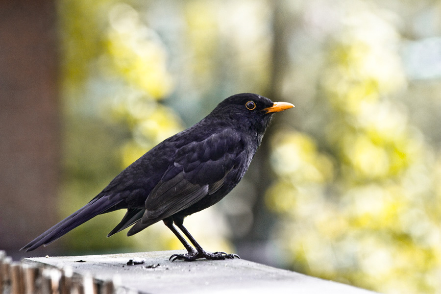 2a%20Amsel%205