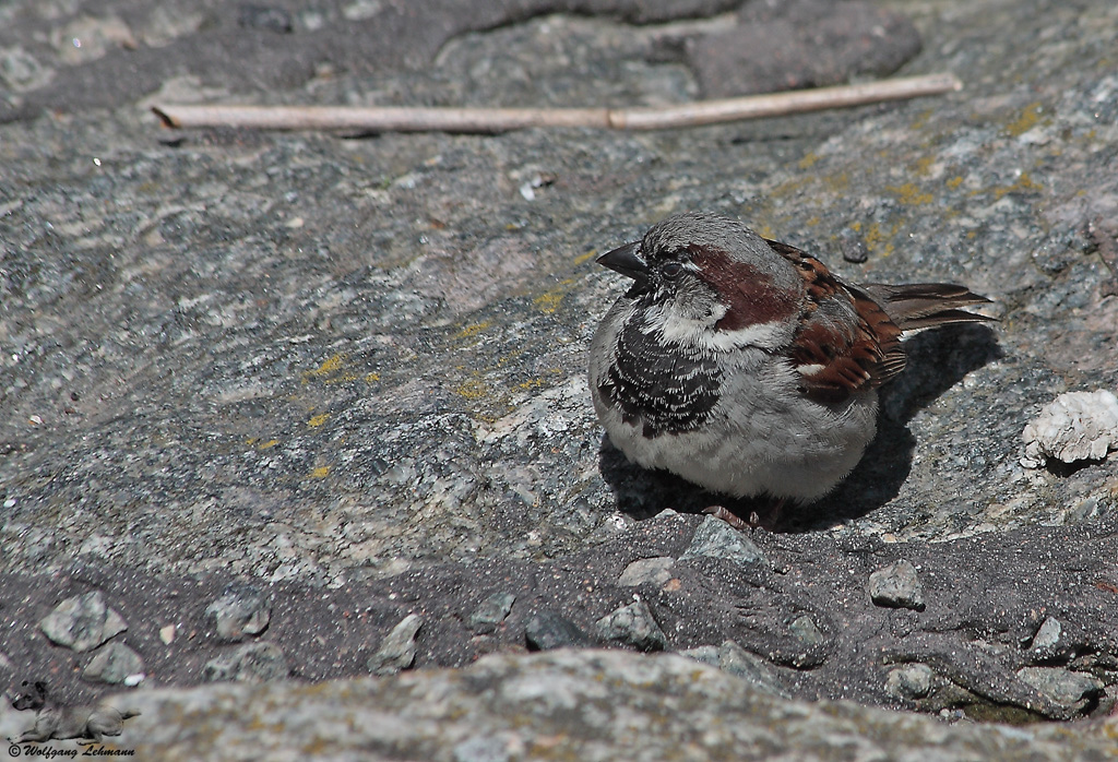 5a%20Spatz%202