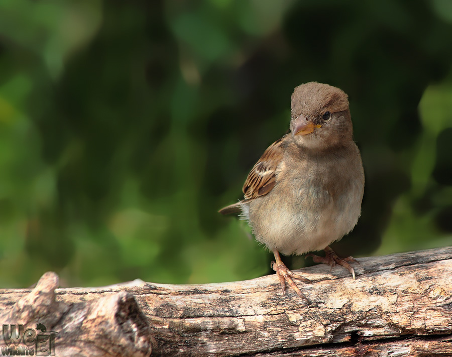 5a%20Spatz%203
