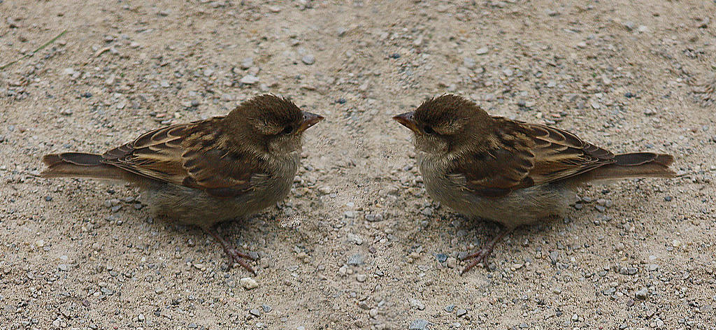 5a%20Spatz%204