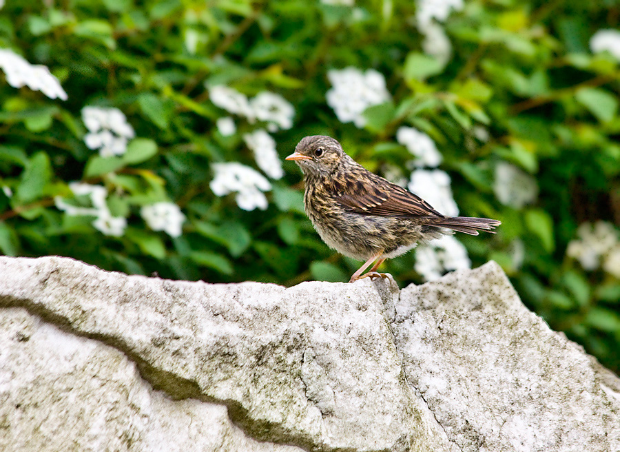 Jungvogel