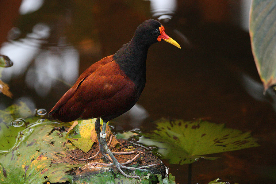 exotisches%20Wasserhuhn