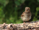5a%20Spatz%203