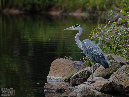 Am%20Weiher%20lauert%20der%20Reiher