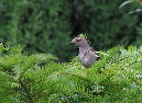 Indianerbird