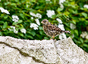 Jungvogel