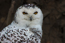 Schneeeule