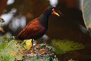 exotisches%20Wasserhuhn